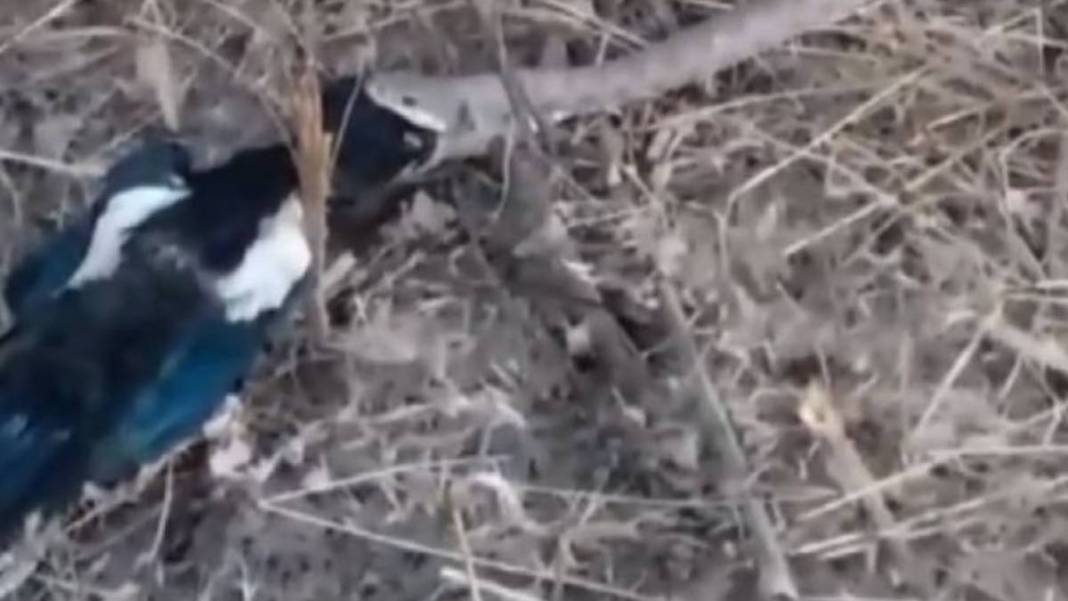 Burası vahşi doğa değil Türkiye! Yırtıcı-sürüngen savaşı kanlı bitti, canlı canlı izlediler 2